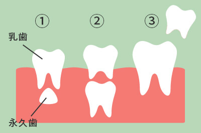 歯の生え変わりの流れ
