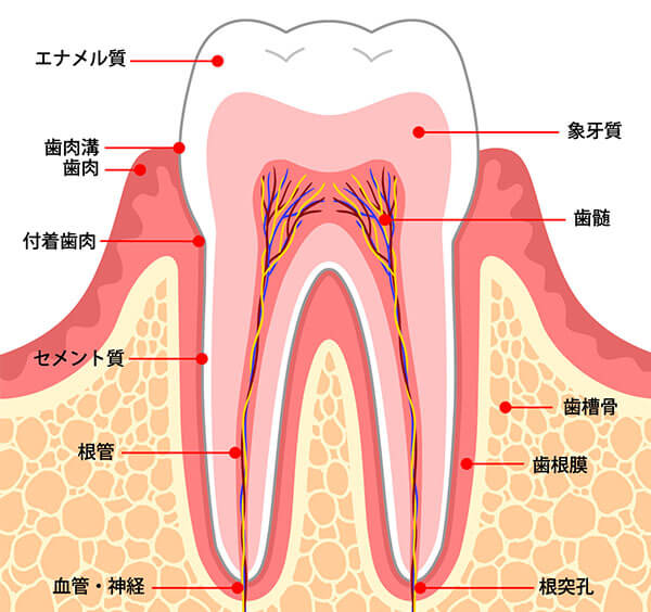 歯の構造